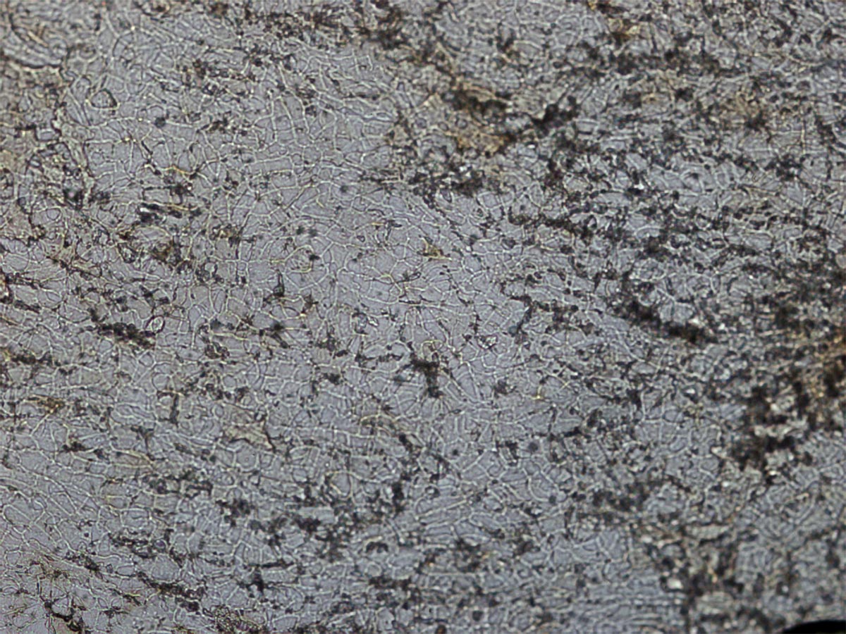 Mangifera indica